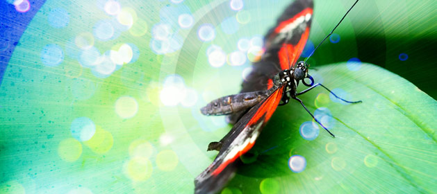 Magical Metamorphosis � Butterfly Life Cycle Stories