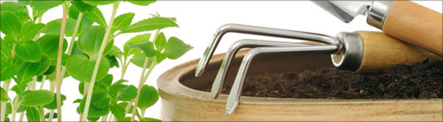 picture of gardening tools and seedling