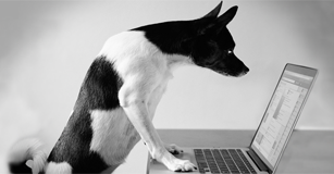 image of dog working on a laptop