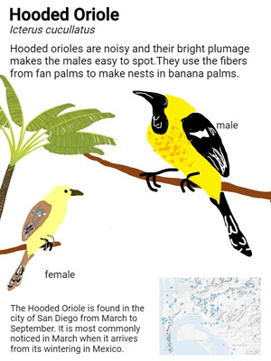 sample student field guide page for the Hooded Oriole