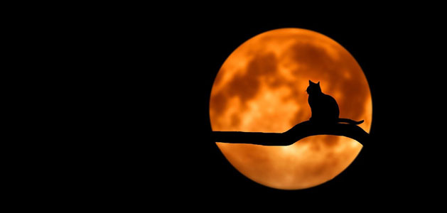 image of cat on tree in front of full moon
