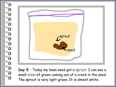 student observation of bean plant growth